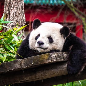 Panda-monium Coming to US Zoos 🐼
