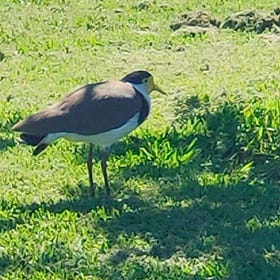 Lapwings on the Verge