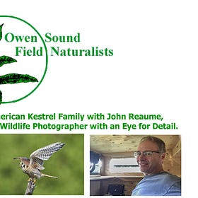 OSFN Present 'Meet the American Kestrel Family' with John Reaume on April 11