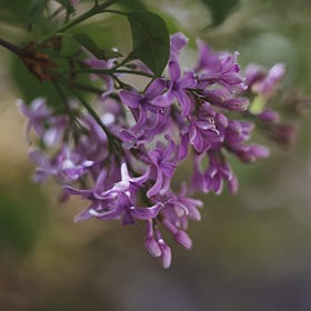 lilac colored ghosts