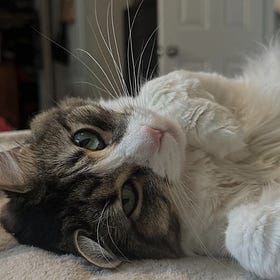 The death of a domestic cat from bird flu is a reminder: raw pet diets are not safe.
