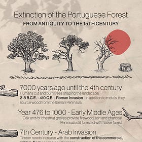 Infographic and Story of the Portuguese Forest