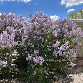 Lilacs and Querencia