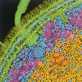 Essays #1: Dancing in E. Coli