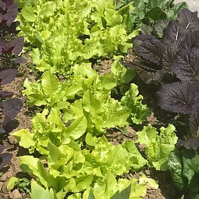 Gardening for Food Security Calls for Shared Knowledge & Effort