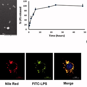 Lipid NanoParticles carry Endotoxin on their Surface as well as Inside