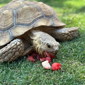 The Tortoise and the Tone