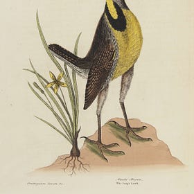 Introducing "Winging It: A Brief History of Humanity's Relationship with Birds"