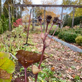 Whys and Hows of Fall Planting