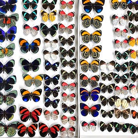 BUTTERFLY CENTRAL