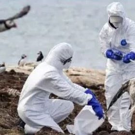 Bird Flu Scamdemic Planning: Mass Fatality Management, Continuity of Operations, Emergency Management Planning...