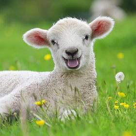Lamb Chops