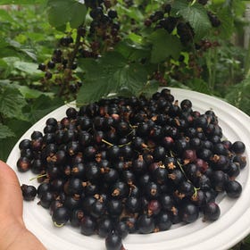 Black Currants (Ribes nigrum) - The Outlaw Berry