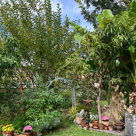 A record drought & a yard full of trees