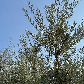 🫒Olives in Rajasthan