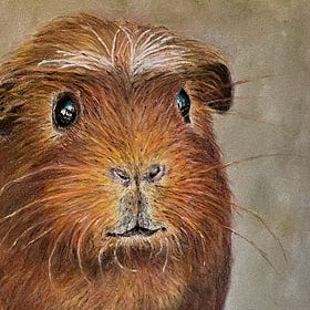 Cavia