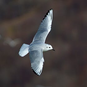 GULL CENTRAL