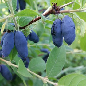 Discover America's Super-Fruit: Top Ten Wonders of Growing Honeyberries!