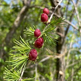 Tamaracks, Revisited