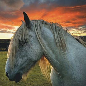 National Equine Forum photography competition winner announced