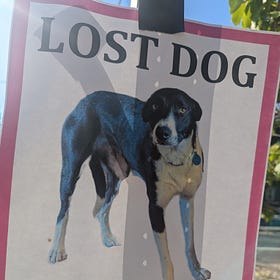 A Lost Dog in Election Season