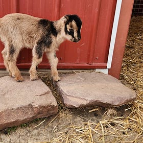 Cinnamon had twins! 🐐🐐