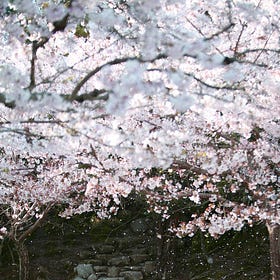 Hanami: la fioritura dei ciliegi in Giappone (1)