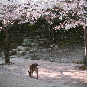 Hanami: la fioritura dei ciliegi in Giappone (1)