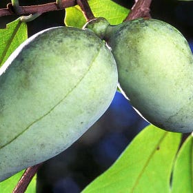 Top 10 Fascinating Questions About the Unique Pawpaw Tree Answered!