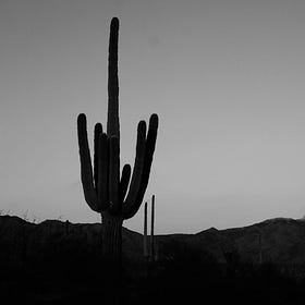 my night in the desert with shrooms and ants
