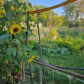 Early Fall Garden Pictures