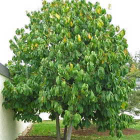 Beautify Your Garden Year-Round with Pawpaw Trees