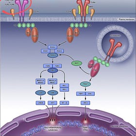 TLR2 Diseases caused by Bacterial Lipoprotein in Jabs
