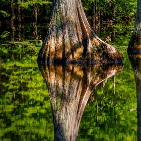 Swamp Trade