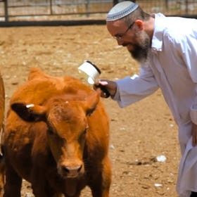 The Cow God War in the Middle East