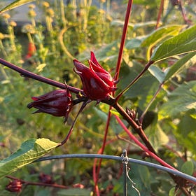 Garden Talk 02: Ancestral Medicine with Hibiscus and Qubilah Huddleston 