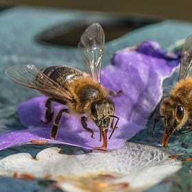 Les sources d'eau pour les abeilles