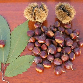 Reviving the Mighty American Chestnut: Top Questions Answered
