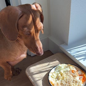 Pup Egg Brekkie