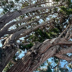 Burls as Beautiful, Part 1