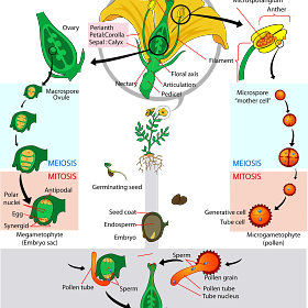 Findings: Plant Sex