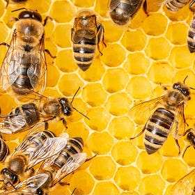À quoi servent les faux-bourdons dans une ruche ?