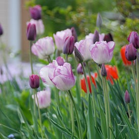 Bulb Planning