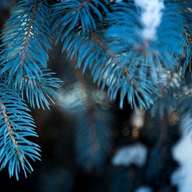 Unlocking the Mysteries of Blue Spruce Trees: Your Comprehensive FAQ Guide