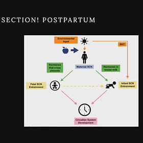 PART IV: POSTNATAL DEVELOPMENT OF THE CIRCADIAN RHYTHM