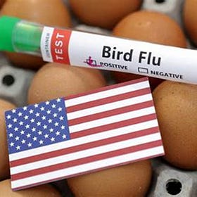 The Livestock Culling Phase of Bird Flu