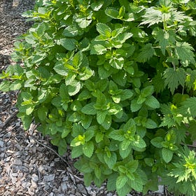 Garden Talk Episode 1: A Rainy Day with Lemon Balm 