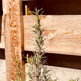 Garden Talk 03: Remember Yourself with Rosemary featuring Marasia Simone