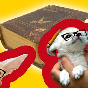 Introducing Fennec Fox Certification!