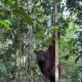 The King of the Apes